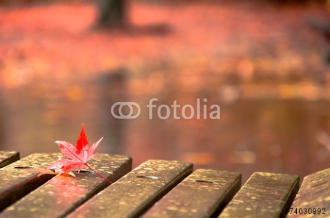 秋雨と紅葉。
